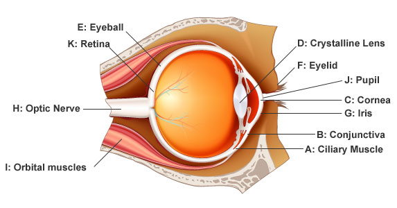 vision 101 - science of the eye 2